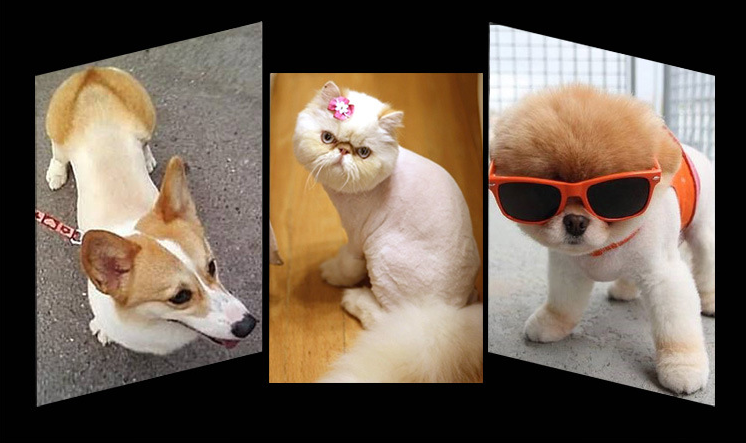 D28 trådløs kjæledyrklipper